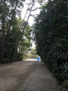 寒川神社　散歩