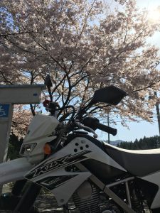バイクと桜２