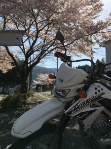 バイクと桜３