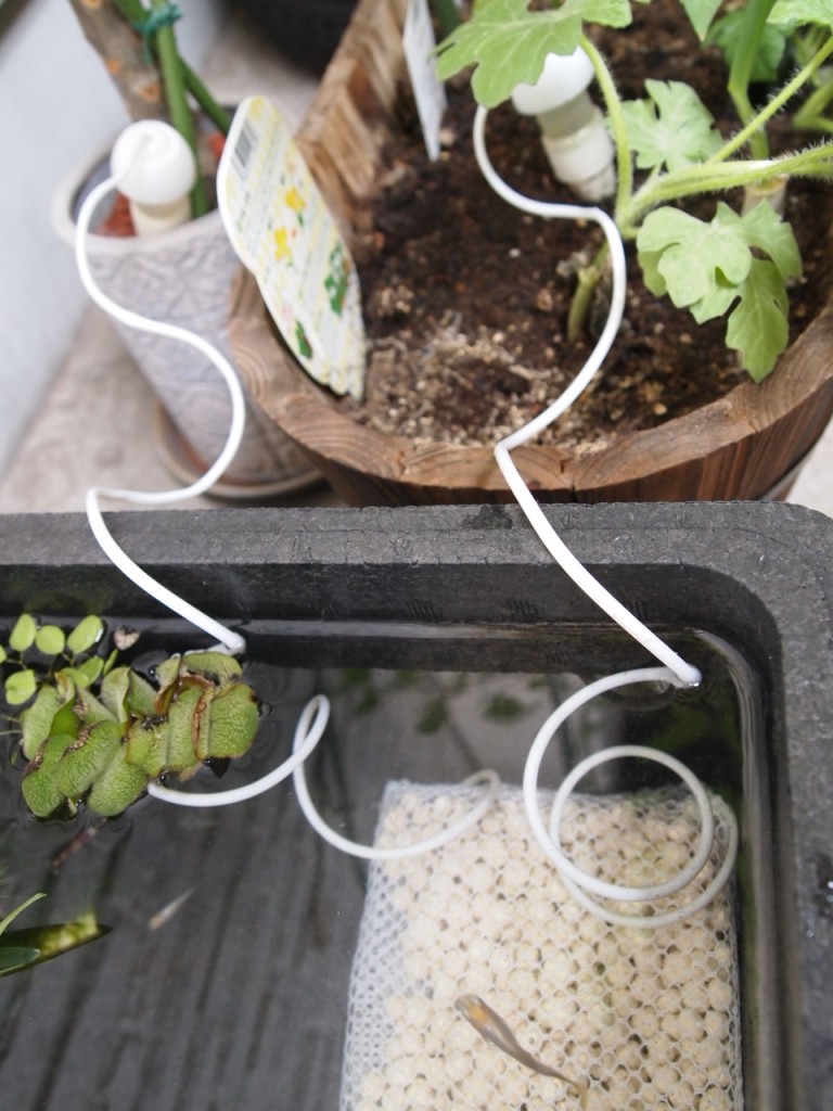 ベランダビオトープ戦線異常あり!アパーム!バクテリア持ってこい! 猫心魚心