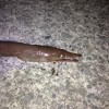2015年12月26日茅ヶ崎港でウネウネ系の魚をゲット！何じゃこれ？
