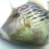 そろそろ江ノ島にカワハギでも釣りに行こうか、と思った話