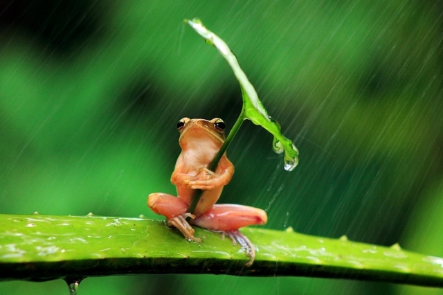 雨と蛙