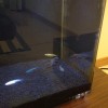 小型水槽にメダカ投入！