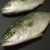初ショアジギング！１バイト、ノーフィッシュ！の巻