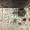 小型水槽にメダカを５匹追加した